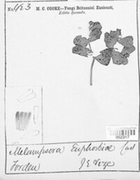 Melampsora euphorbiae image